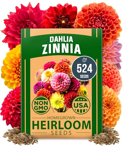 HOME GROWN π¨π¦π π£π₯ππ ππ¨π Zinnia Dahlia Seeds Pack for 2026 β 524 π‘π’π‘-ππ π’ Flower Seeds | Vibrant Zinnia Elegans for Pollinator Gardens, Borders & Containers | Easy-to-Grow Outdoor Blooms - Image 3