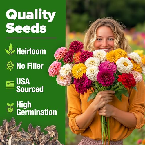 HOME GROWN π¨π¦π π£π₯ππ ππ¨π Zinnia Dahlia Seeds Pack for 2026 β 524 π‘π’π‘-ππ π’ Flower Seeds | Vibrant Zinnia Elegans for Pollinator Gardens, Borders & Containers | Easy-to-Grow Outdoor Blooms - Image 4