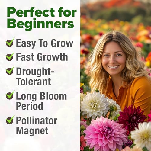 HOME GROWN π¨π¦π π£π₯ππ ππ¨π Zinnia Dahlia Seeds Pack for 2026 β 524 π‘π’π‘-ππ π’ Flower Seeds | Vibrant Zinnia Elegans for Pollinator Gardens, Borders & Containers | Easy-to-Grow Outdoor Blooms - Image 8