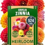 HOME GROWN 𝗨𝗦𝗔 𝗣𝗥𝗘𝗠𝗜𝗨𝗠 Zinnia Dahlia Seeds Pack for 2026 – 524 𝗡𝗢𝗡-𝗚𝗠𝗢 Flower Seeds | Vibrant Zinnia Elegans for Pollinator Gardens, Borders & Containers | Easy-to-Grow Outdoor Blooms
